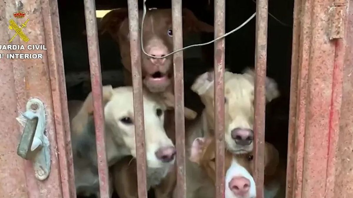 Hallan una veintena de perros en condiciones "deplorables" y  siete cadáveres de otros siete en una finca de Madrid