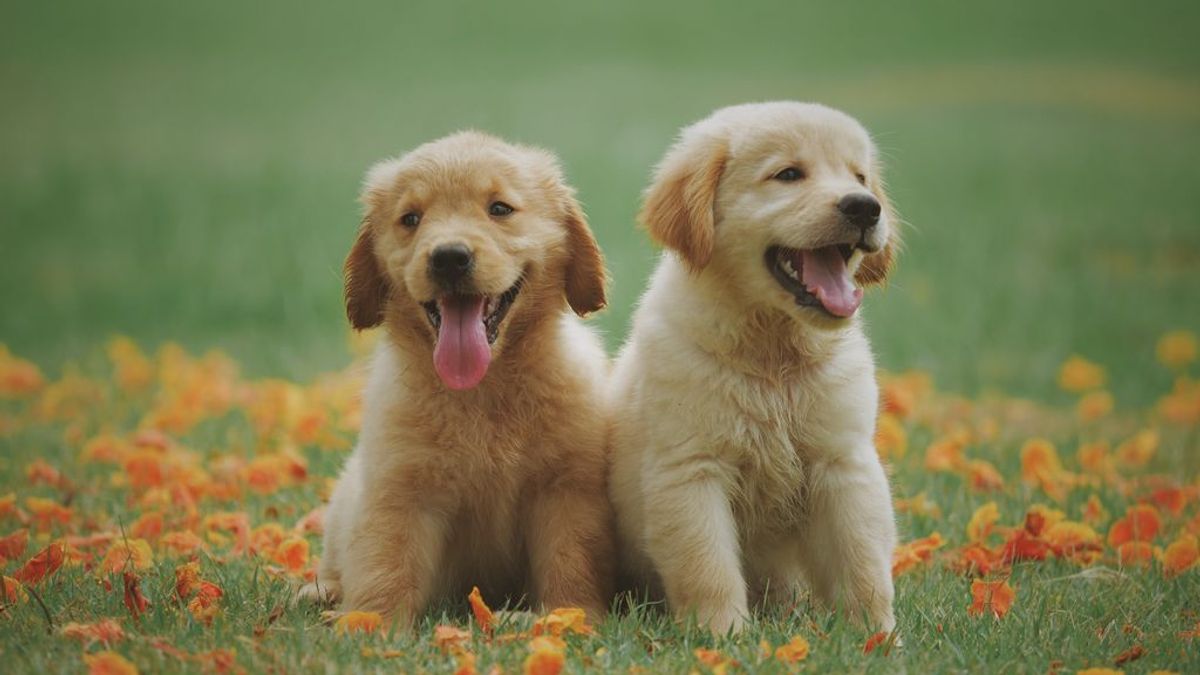 Cómo calcular la edad de tu perro en años humanos Cómo calcular la edad de tu perro en años humanos
