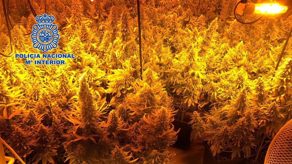 Dos detenidos por secuestrar a un hombre durante 15 días para cuidar un cultivo de marihuana Dos detenidos por secuestrar a un hombre durante 15 días para cuidar un cultivo de marihuana
