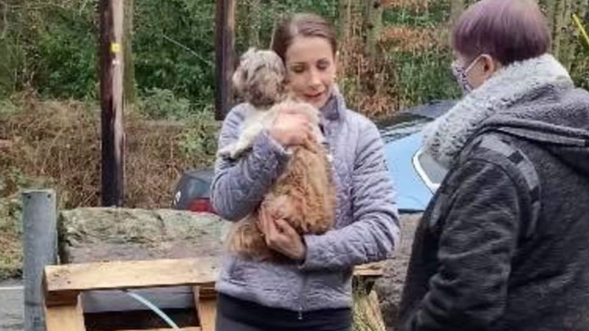 Una perrita se reencuentra con su familia después de pasar siete años desaparecida
