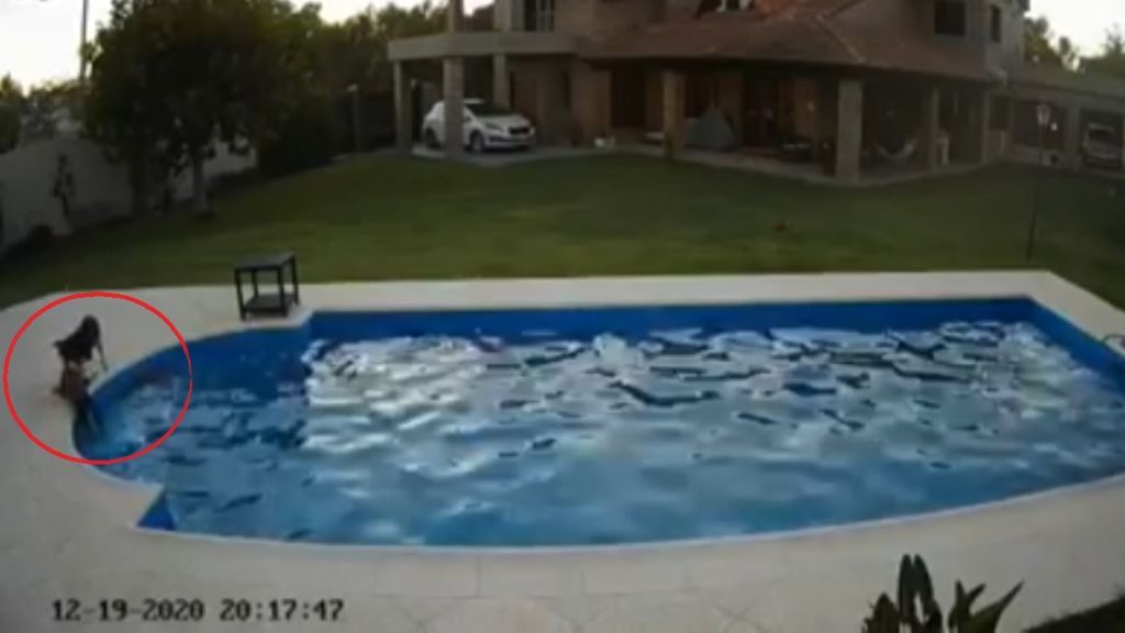 perra-salva-perra-ciega-caer-piscina-argentina