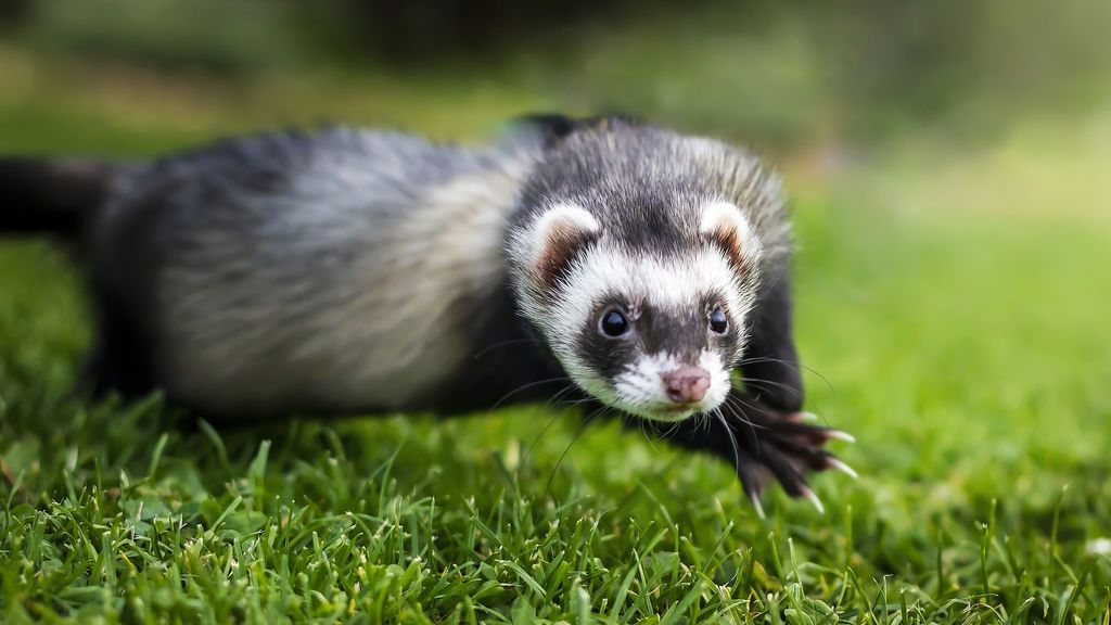 Ensayos de las primeras vacunas para animales