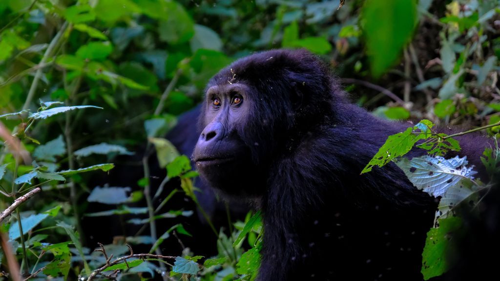 Los virus respiratorios humanos han sido fatales en el pasado en chimpancés y gorilas