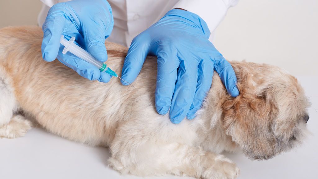 No hay necesidad urgente de una vacuna para mascotas
