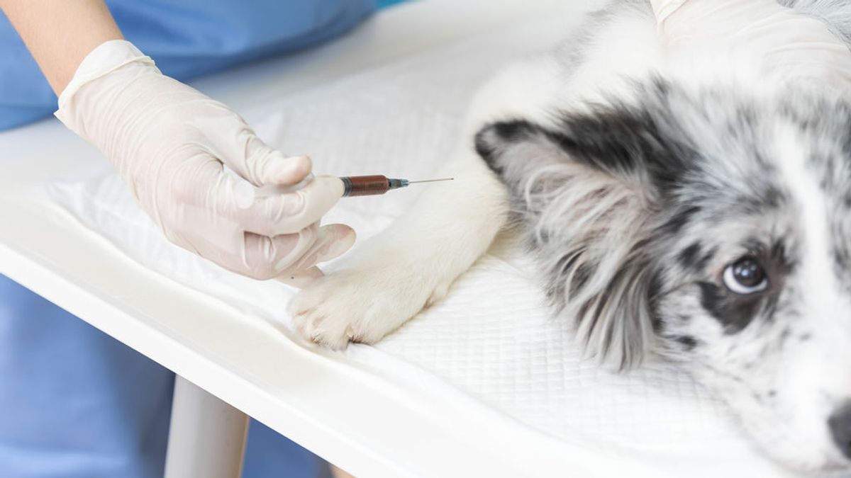 ¿Deberían vacunarse contra el coronavirus los perros y los gatos?