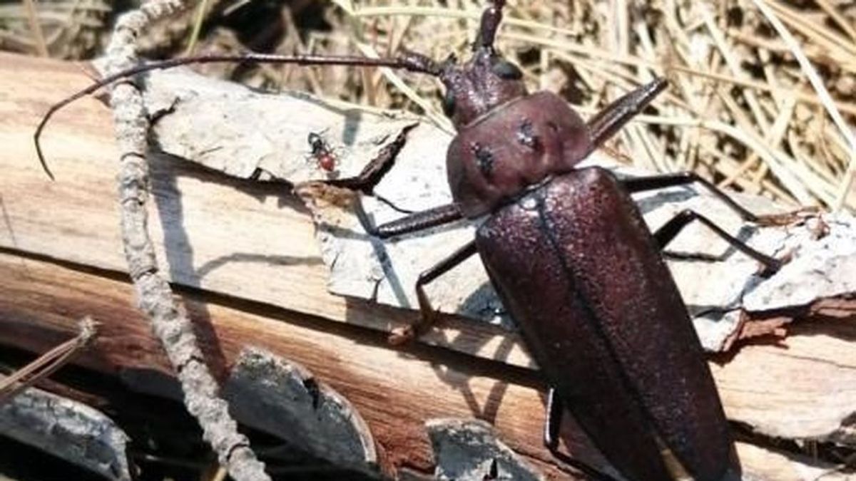 Descubren un escarabajo gigante en Ibiza