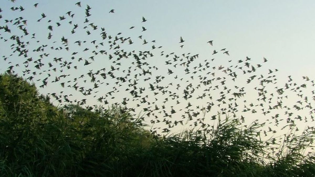 Cientos de pájaros muertos en Roma por los fuegos artificiales de Nochevieja