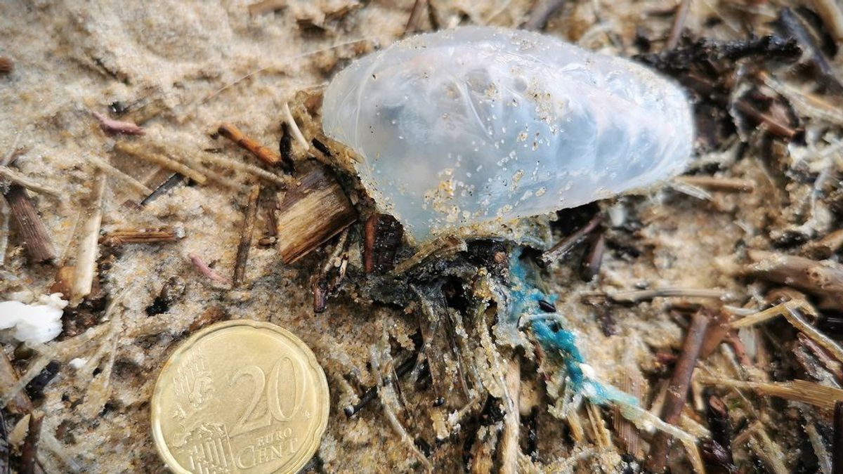 Una plaga de medusas carabelas portuguesas invade la costa gallega y obliga a cerrar playas Una plaga de medusas carabelas portuguesas invade la costa gallega y obliga a cerrar playas