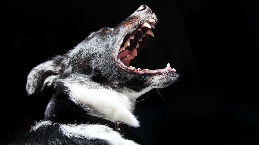 Los perros de un hombre muerto al atragantarse en su casa de Barcelona se comen su cuerpo Los perros de un hombre muerto al atragantarse en su casa de Barcelona se comen su cuerpo