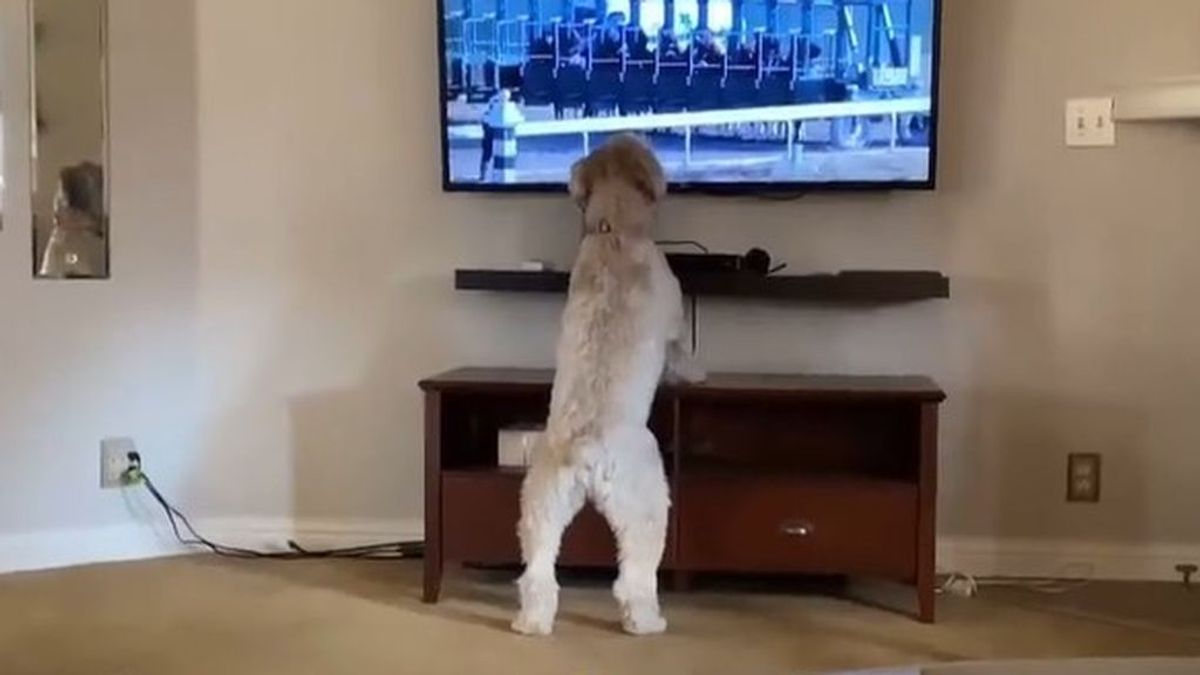 Bella, una perrita aficionada a las carreras de caballos que se ha vuelto viral en las redes sociales
