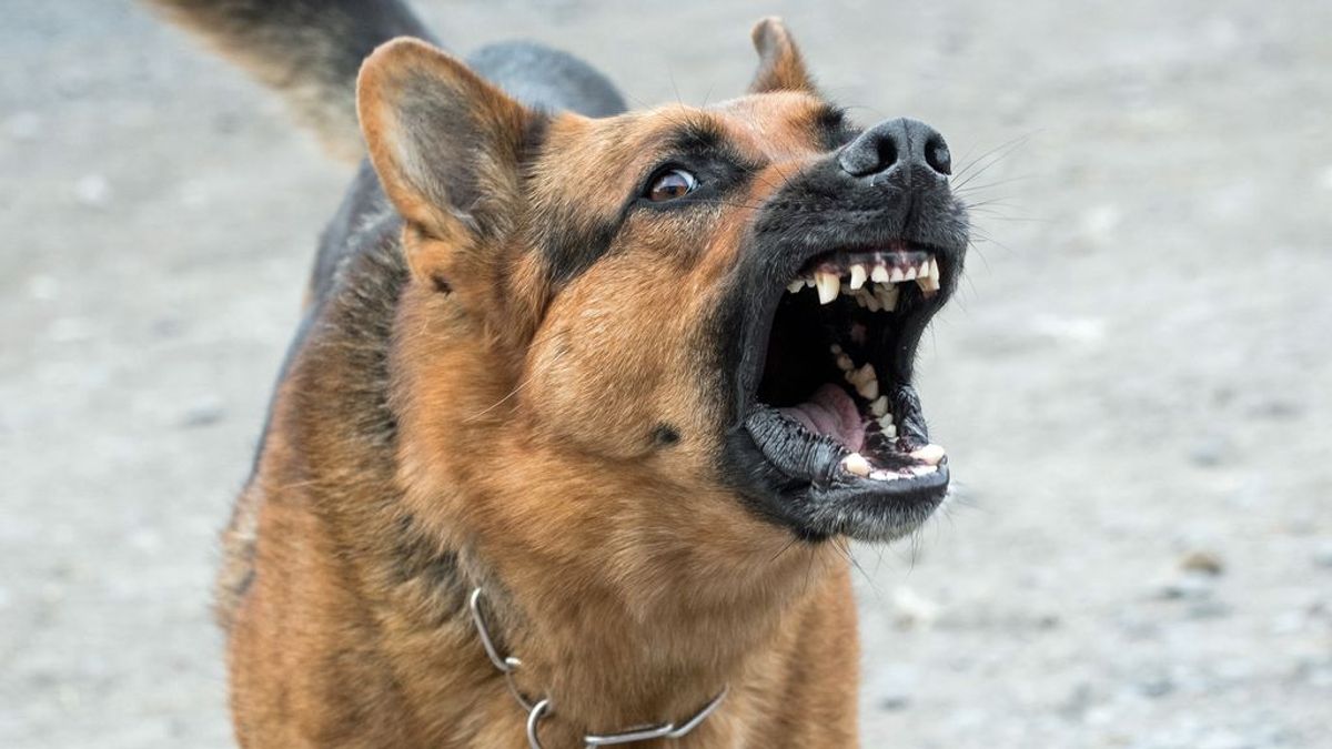 Los perros de un hombre muerto en Barcelona devoran su cuerpo