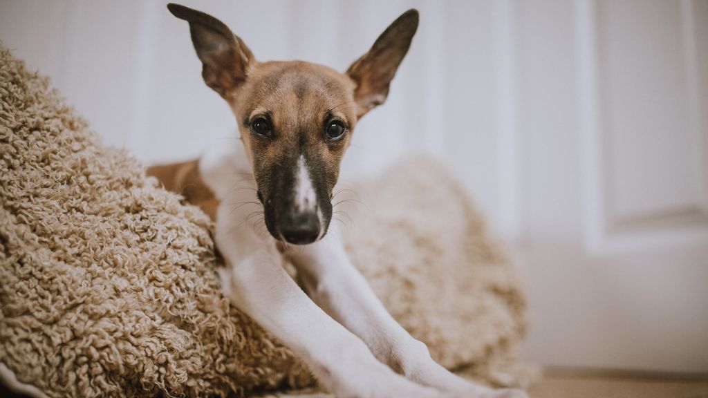 ¿Tu perro duerme en la cama contigo ahora que llega el invierno? Estas son las ventajas y los inconvenientes