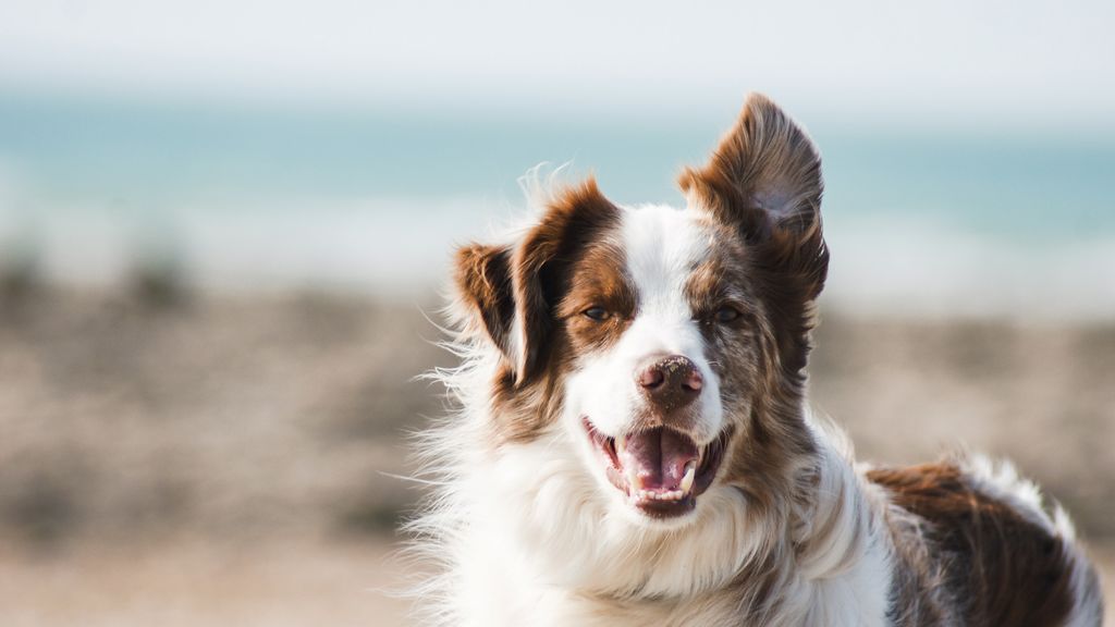 Limón, perfumes o guindilla: olores normales para los humanos, pero muy desagradables para los perros