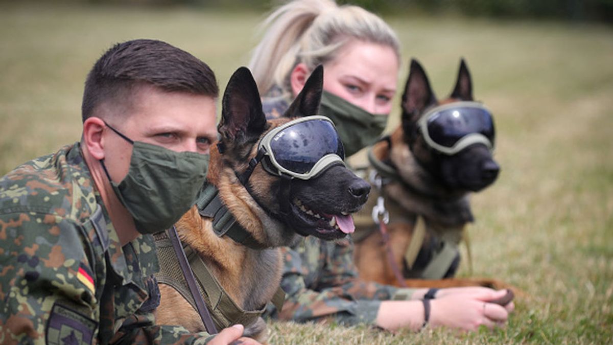 Aunque algunos ya trabajen, los perros anti-COVID-19 aún esperan para ayudar en la pandemia Aunque algunos ya trabajen, los perros anti-COVID-19 aún esperan para ayudar en la pandemia