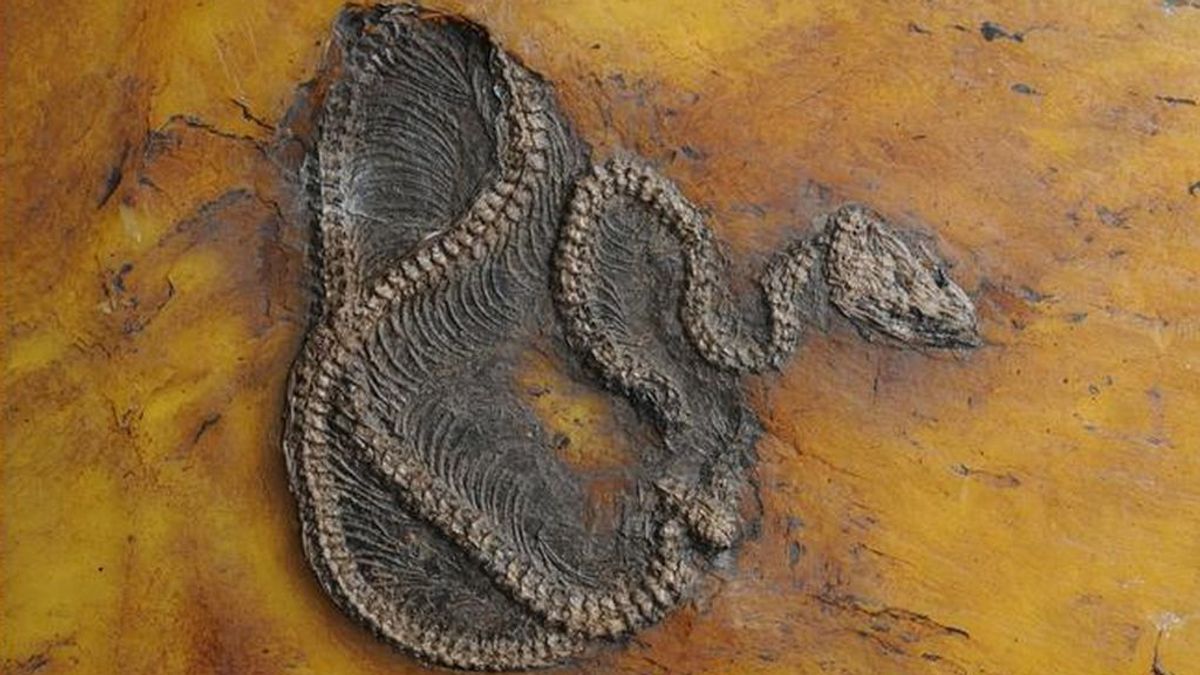 El fósil de serpiente pitón más antigua jamás encontrada sugiere que son originarias de Europa