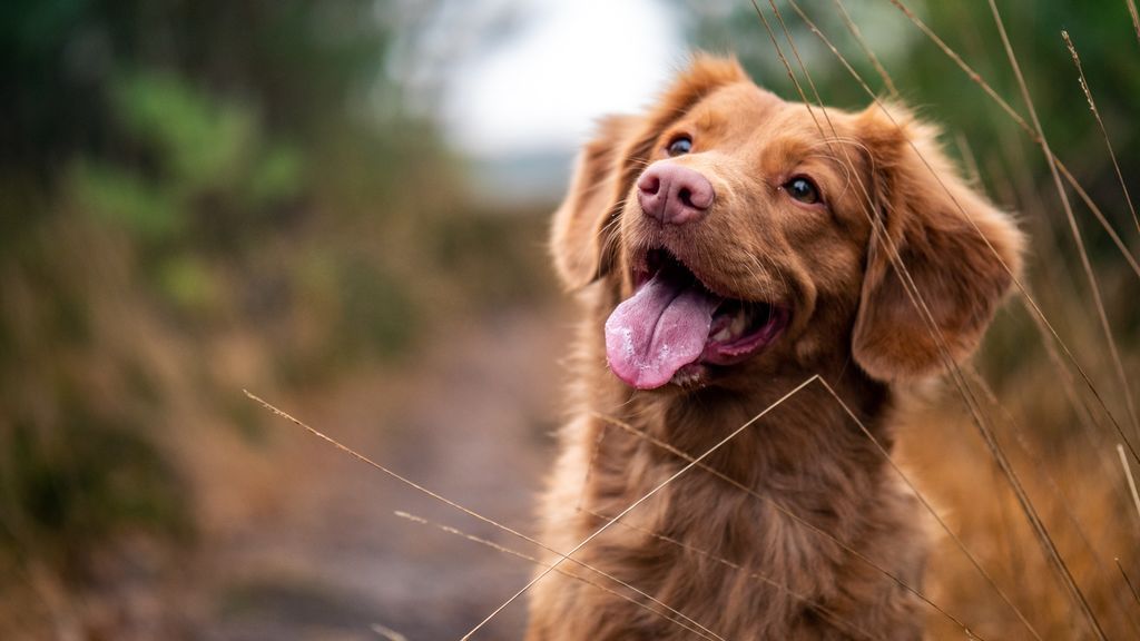 Todo sobre el DNI para animales que el Gobierno pretende hacer obligatorio