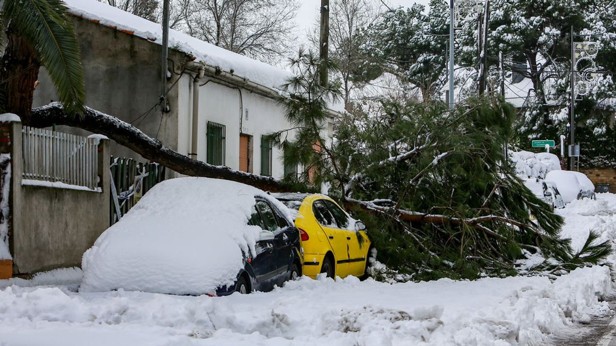 Vehículos destrozados por la caída de árboles y toldos caídos: el seguro  privado se hará cargo - NIUS