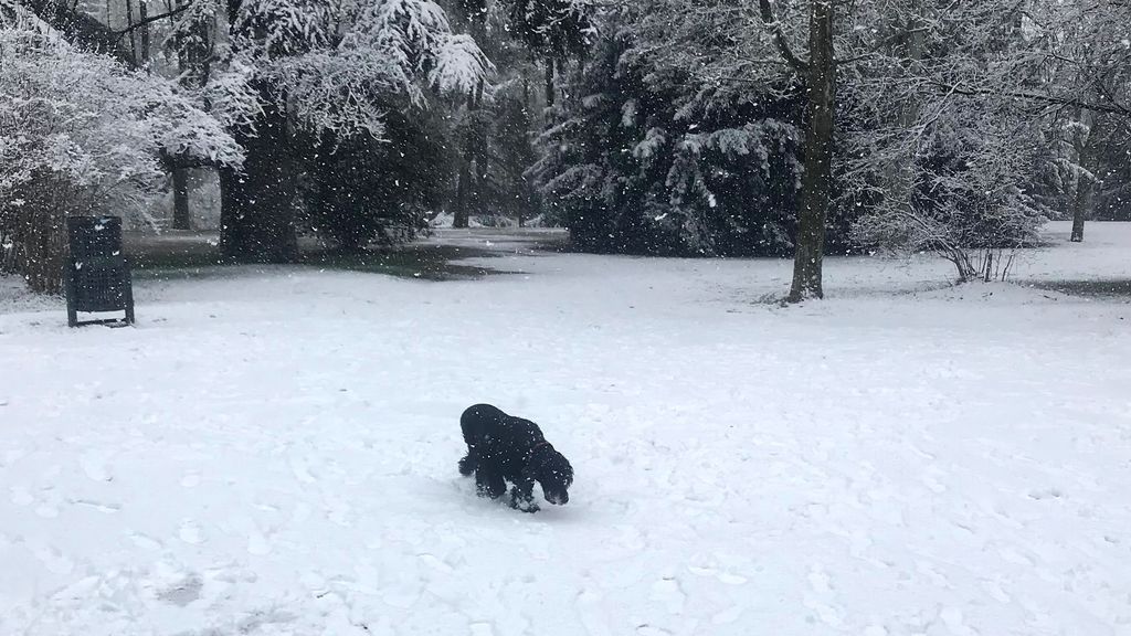 Los perros también sufren la ola de frío: tabla de temperaturas bajo cero que pueden soportar Los perros también sufren la ola de frío: tabla de temperaturas bajo cero que pueden soportar