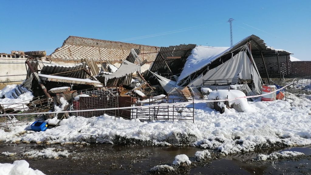 La nevada provoca el derrumbamiento de una nave ganadera en villaseca de la sagra con 400 ovejas dentro La nevada provoca el derrumbamiento de una nave ganadera en villaseca de la sagra con 400 ovejas dentro