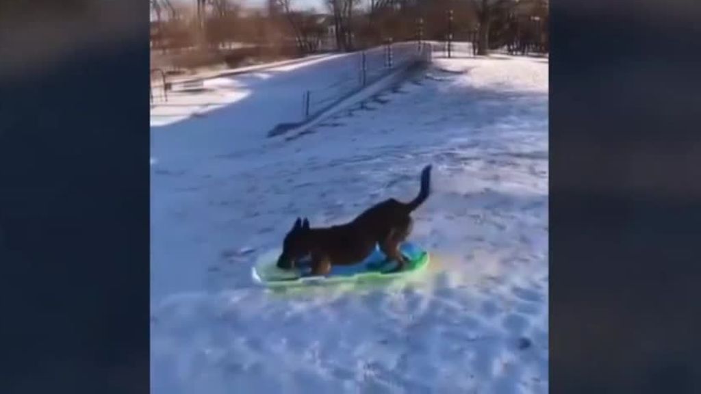 Otra de las imágenes virales que nos deja Filomena: un perro disfrutando de la nieve con su trineo