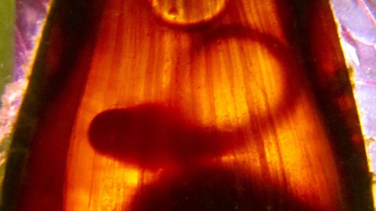 'Baby shark' en peligro: el calentamiento del mar hace que las crías de tiburón nazcan más débiles 'Baby shark' en peligro: el calentamiento del mar hace que las crías de tiburón nazcan más débiles