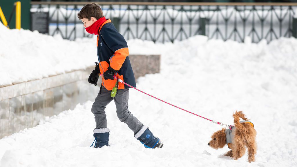 Perro pequeño en la nieve.