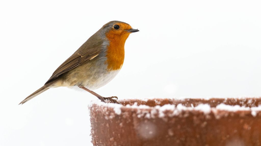 Los pájaros, en peligro por inanición durante la borrasca: consejos para darles de comer y fabricar un comedero