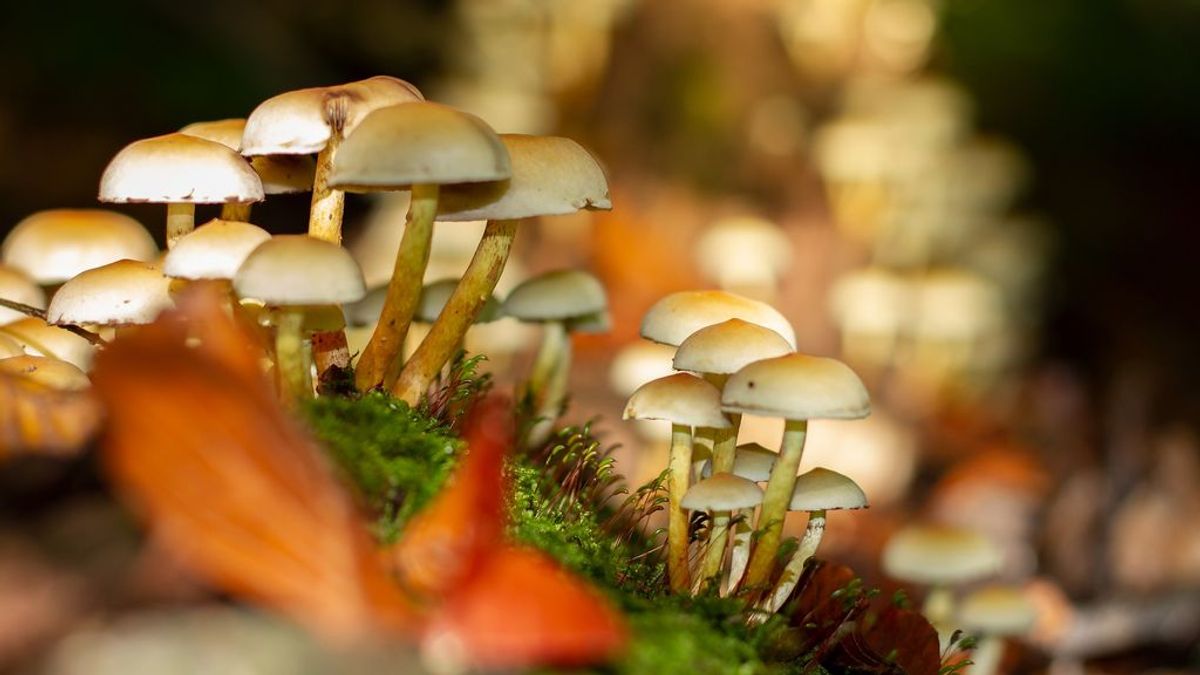 Se inyecta un té de hongos alucinógenos, desarrolla una infección y le crecen hongos en las venas