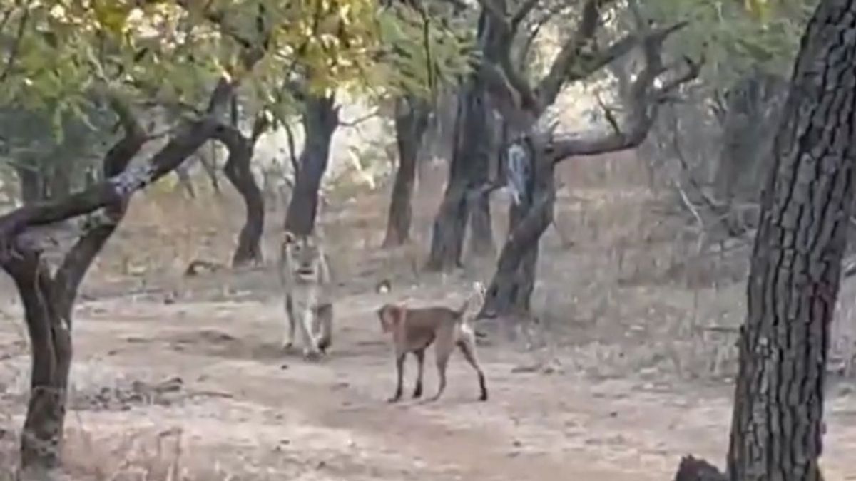 Un perro sale victorioso tras pelearse con una leona en un parque natural de la India