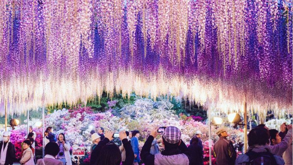 ashikaga