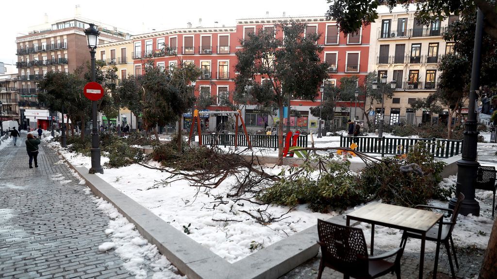 El temporal perpetra un arboricidio en Madrid