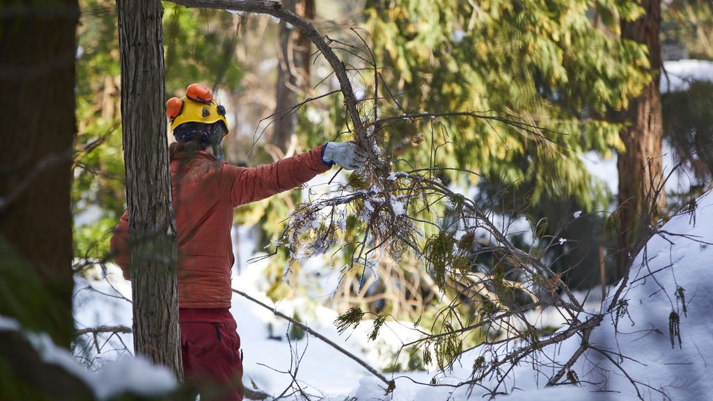 Un 68% del arbolado en El Retiro de Madrid y más del 64% en la Casa de Campo dañado por Filomena Un 68% del arbolado en El Retiro de Madrid y más del 64% en la Casa de Campo dañado por Filomena