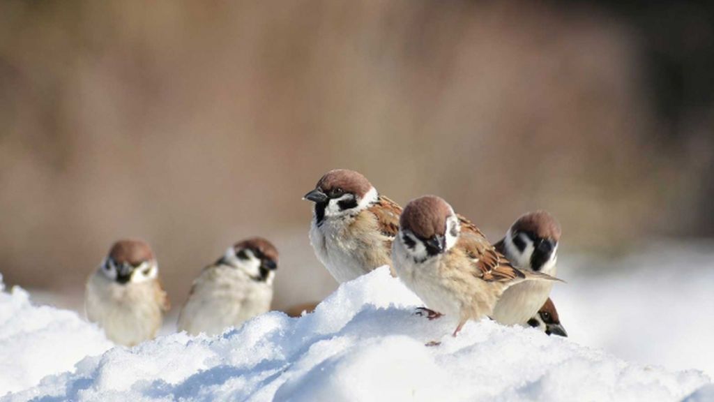 Semillas, cacahuetes y fruta: cómo ayudar a las aves que buscan alimento tras el paso de Filomena