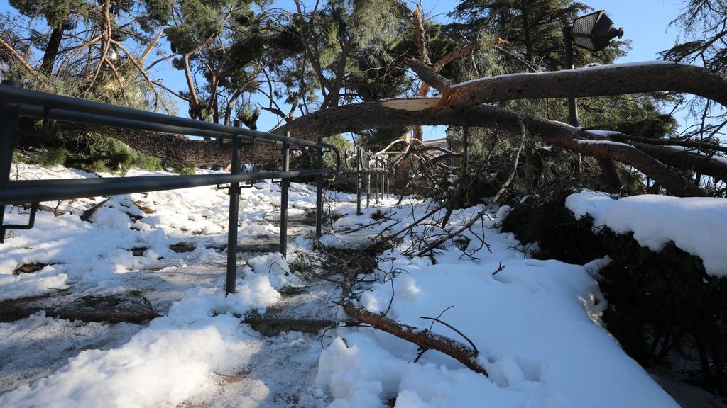 Ingenieros forestales replantean el futuro del arbolado urbano tras 'Filomena' y el cambio climático