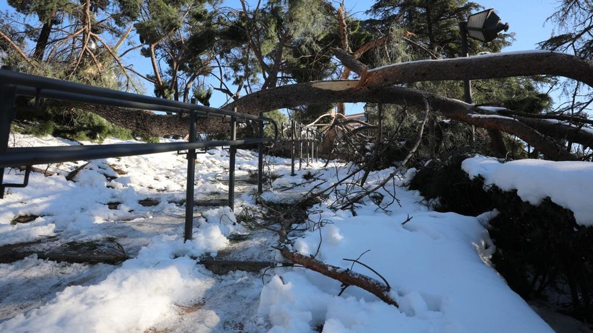 Ingenieros forestales replantean el futuro del arbolado urbano tras 'Filomena' y el cambio climático Ingenieros forestales replantean el futuro del arbolado urbano tras 'Filomena' y el cambio climático