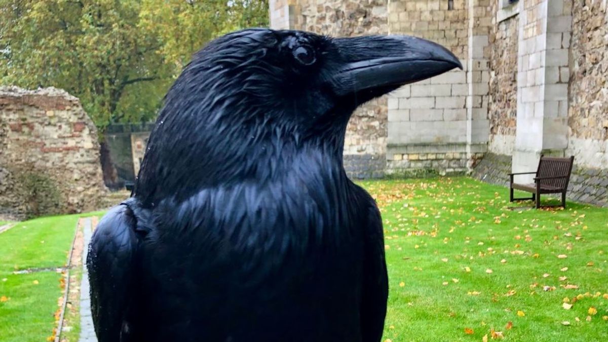 Merlina, el cuervo de la Torre de Londres que hace temblar al Reino Unido