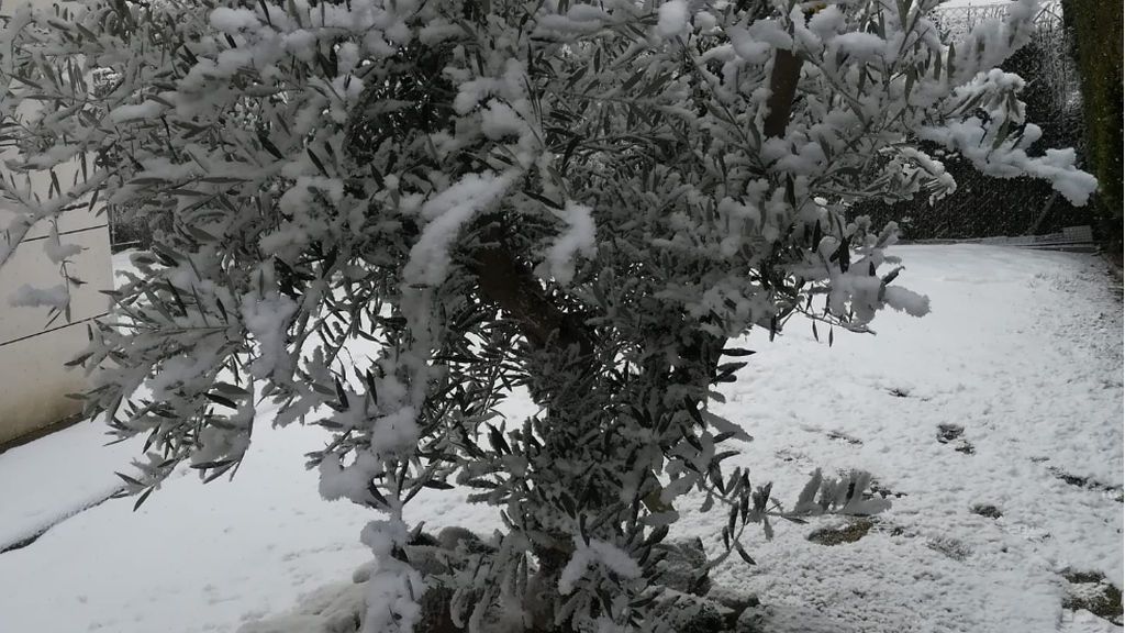 Cómo podemos recuperar una planta helada Cómo podemos recuperar una planta helada