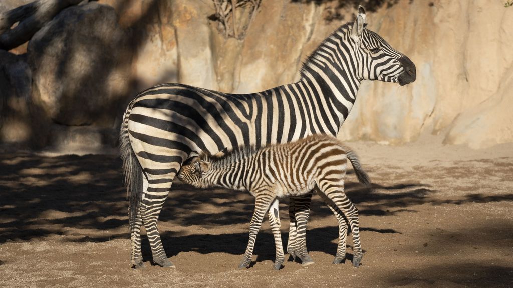 El primer nacimiento del año en Bioparc Valencia ha sido una cebra y se llama Filomena El primer nacimiento del año en Bioparc Valencia ha sido una cebra y se llama Filomena