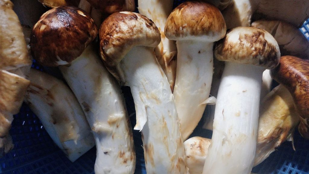 Setas Matsutake el lujo nipón para sibaritas.