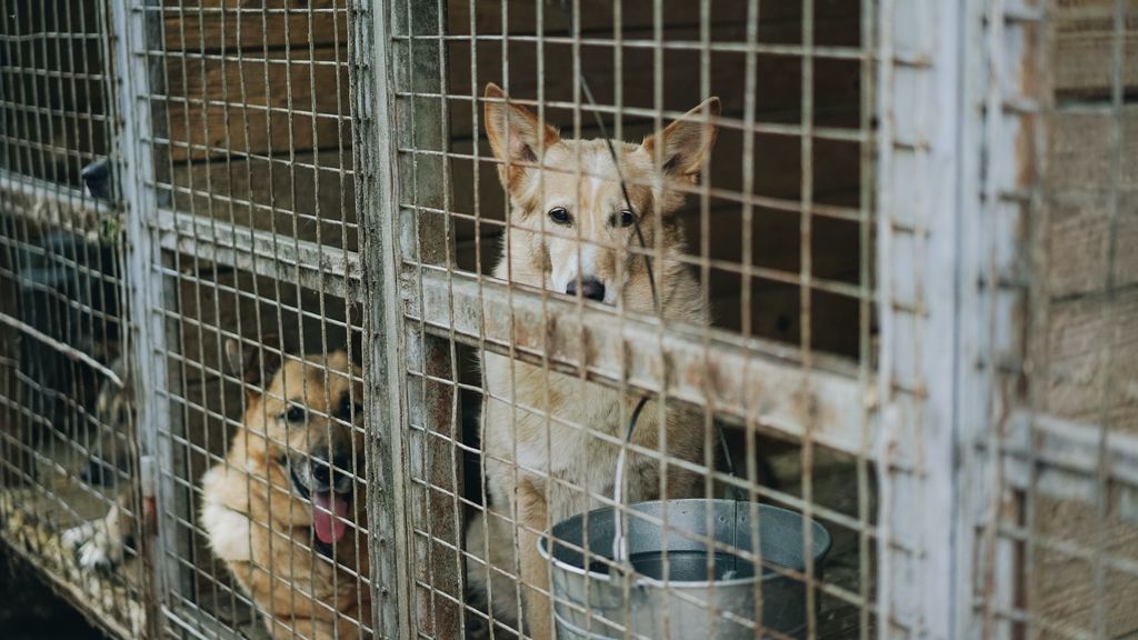 Más de mil euros al año: mantener a un perro no está al alcance de todos los bolsillos