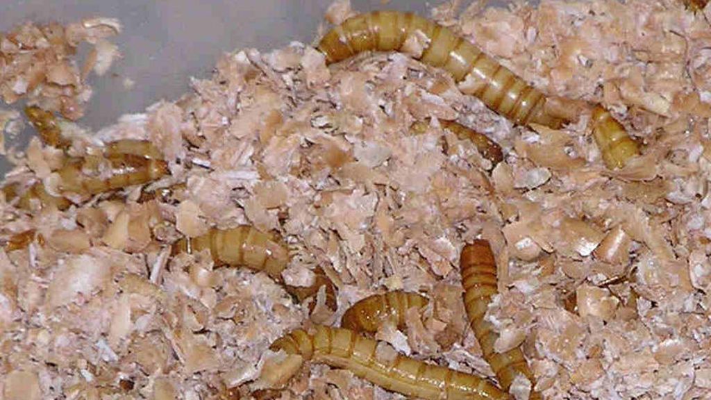 800px-Mealworms_in_plastic_container_of_bran