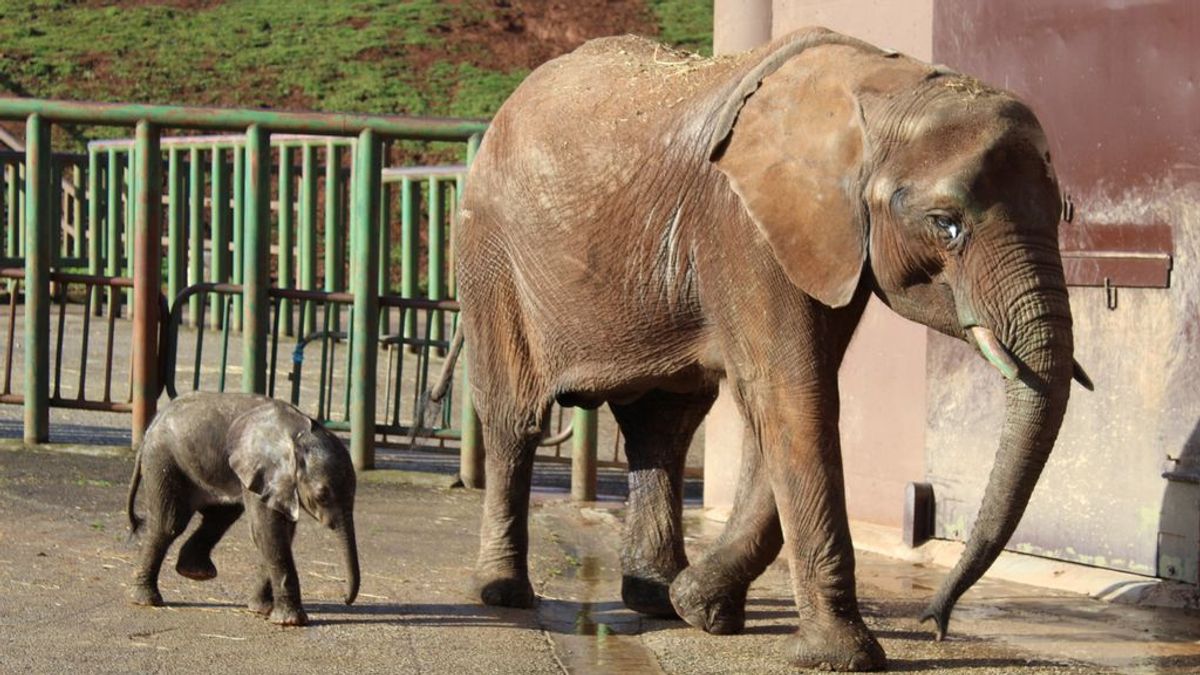 Cabárceno da la bienvenida a un nuevo elefante: así ha sido la odisea de su madre, la 'superviviente' de la manada