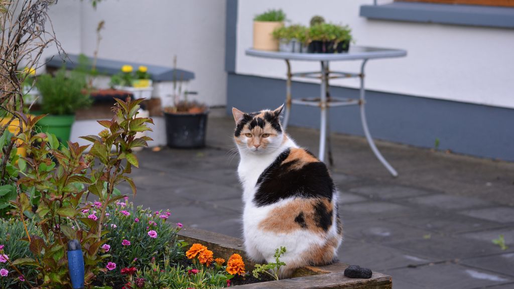 Tan bonitas como inseguras: plantas de invierno peligrosas para las mascotas