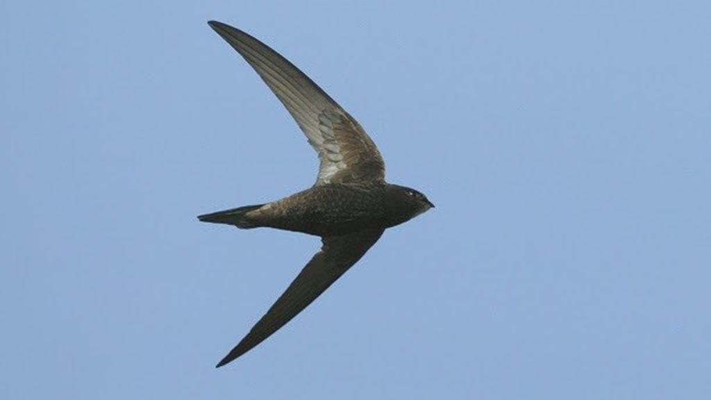 Los Goya de las aves ya tienen ganador de 2021: el vencejo común Los Goya de las aves ya tienen ganador de 2021: el vencejo común