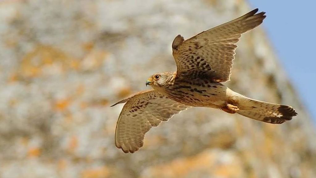 Un cernícalo primilla en vuelo