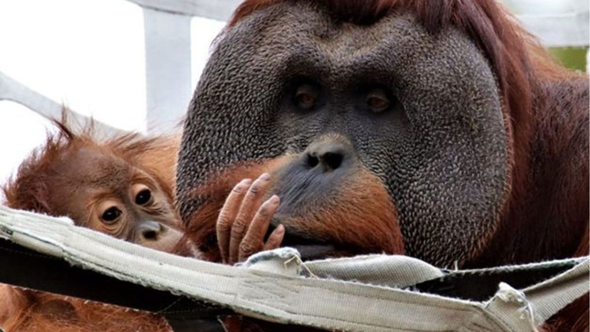 Amor de padre: un orangután se hace cargo de su cría tras la muerte de su madre Amor de padre: un orangután se hace cargo de su cría tras la muerte de su madre