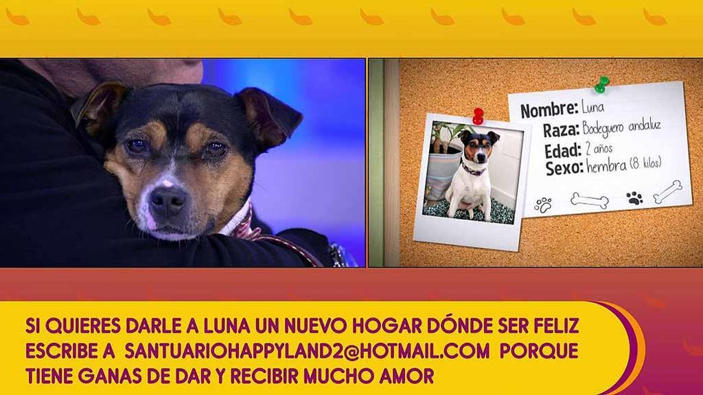 ¿Quieres adoptar a Luna?