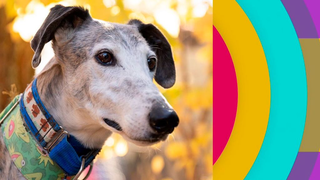 Noel, un galgo todo amor