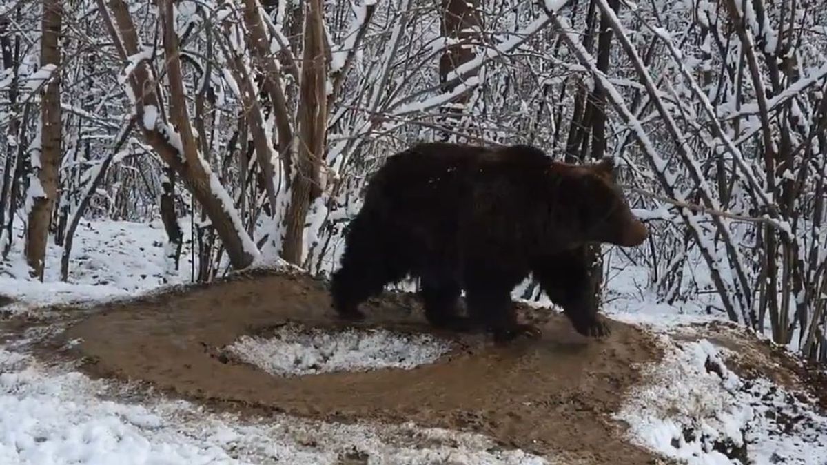 La triste historia del oso ‘atrapado’ en una jaula imaginaria tras 20 años en un zoo