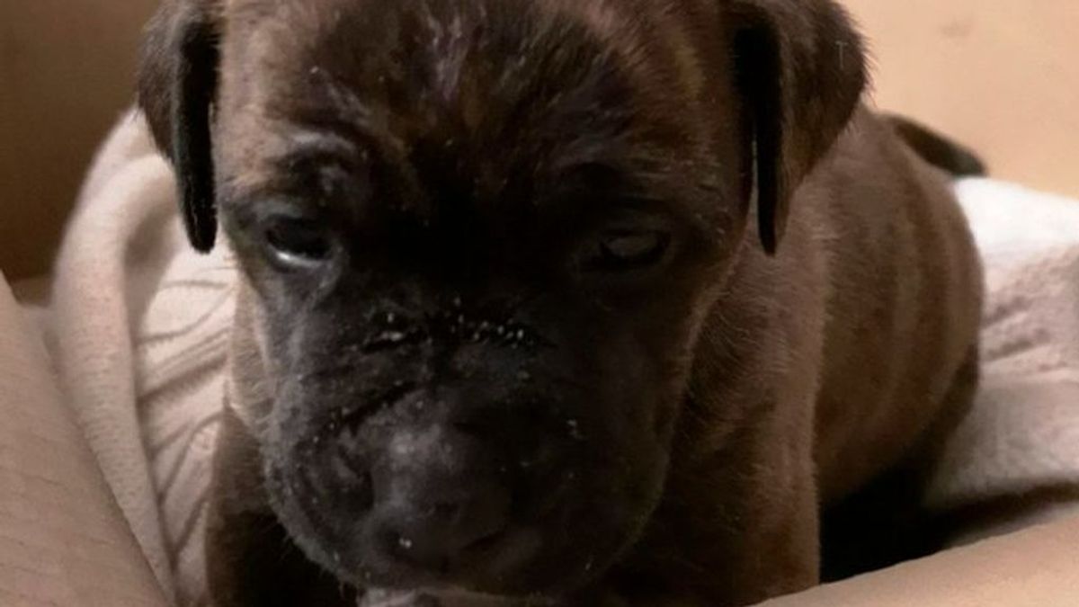 Hope: el perrito de un sintecho decomisado por la policía Hope: el perrito de un sintecho decomisado por la policía
